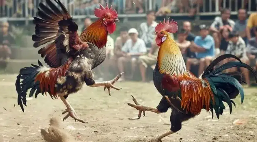 Đá gà cựa sắt được cái nhà cái tổ chức mỗi ngày